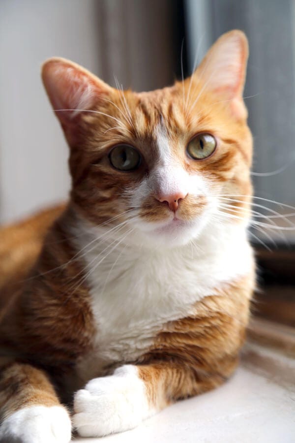 Our handsome boy Tsukune.
